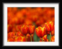 Tulips Forever Fine Art Print