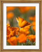 Detail Of Golden California Poppy In Antelope Valley Fine Art Print