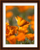 Detail Of Golden California Poppy In Antelope Valley Fine Art Print