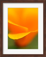 Macro Shot Of Golden California Poppy Fine Art Print
