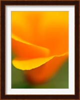 Macro Shot Of Golden California Poppy Fine Art Print