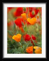 California Golden Poppies and Corn Poppies, Washington State Fine Art Print
