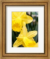 Daffodil Bundle, New York City Fine Art Print