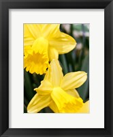 Daffodil Bundle, New York City Fine Art Print