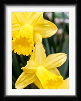 Daffodil Bundle, New York City Fine Art Print
