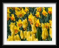 Yellow Tulips Fine Art Print