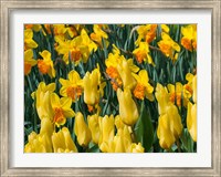 Yellow Tulips Fine Art Print