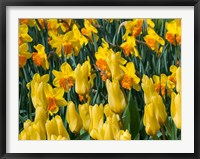 Yellow Tulips Fine Art Print