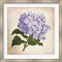 Vintage Lilac Fine Art Print