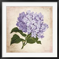 Vintage Lilac Fine Art Print