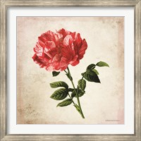 Vintage Bicolor Red Rose Fine Art Print