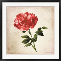 Vintage Bicolor Red Rose Fine Art Print