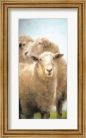 Three Sheep Portrait Fine Art Print