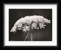 Queen Anne's Lace Fine Art Print