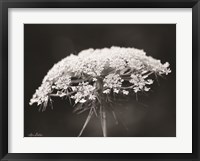 Queen Anne's Lace Fine Art Print
