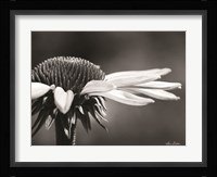 Coneflower Fine Art Print