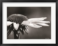 Coneflower Fine Art Print
