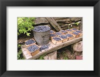 Blueberries Picked Fine Art Print