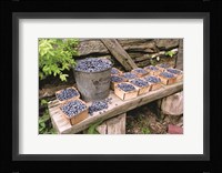 Blueberries Picked Fine Art Print