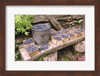 Blueberries Picked Fine Art Print