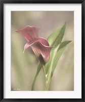 Pink Calla Lily Fine Art Print