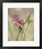 Pink Calla Lily Fine Art Print