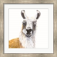 Alpaca Fine Art Print