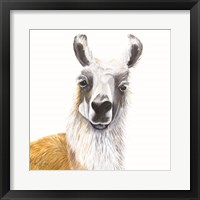 Alpaca Fine Art Print
