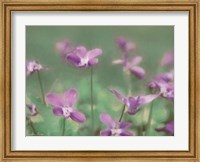 Wild Violets Fine Art Print