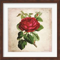 Vintage Red Rose Fine Art Print