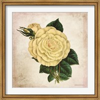 Vintage Cream Rose Fine Art Print