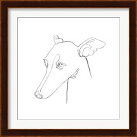 Greyhound Pencil Portrait I Fine Art Print