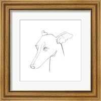 Greyhound Pencil Portrait I Fine Art Print