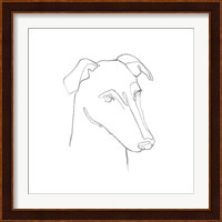 Greyhound Pencil Portrait II Fine Art Print