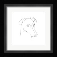 Greyhound Pencil Portrait II Fine Art Print