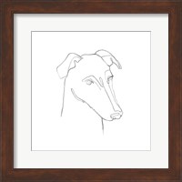 Greyhound Pencil Portrait II Fine Art Print