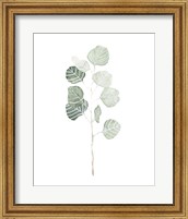 Soft Eucalyptus Branch I Fine Art Print