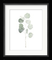Soft Eucalyptus Branch I Framed Print