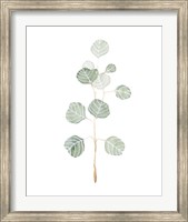 Soft Eucalyptus Branch II Fine Art Print