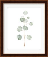 Soft Eucalyptus Branch II Fine Art Print