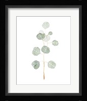 Soft Eucalyptus Branch II Framed Print