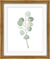Soft Eucalyptus Branch III Fine Art Print