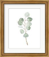 Soft Eucalyptus Branch III Fine Art Print