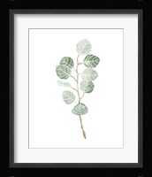 Soft Eucalyptus Branch III Framed Print