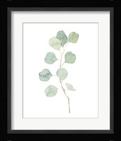 Soft Eucalyptus Branch IV Framed Print