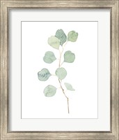 Soft Eucalyptus Branch IV Fine Art Print