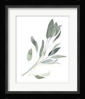 Simple Sage I Fine Art Print
