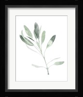 Simple Sage II Fine Art Print