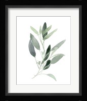 Simple Sage III Fine Art Print