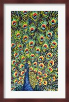 Lavish Peacock I Fine Art Print